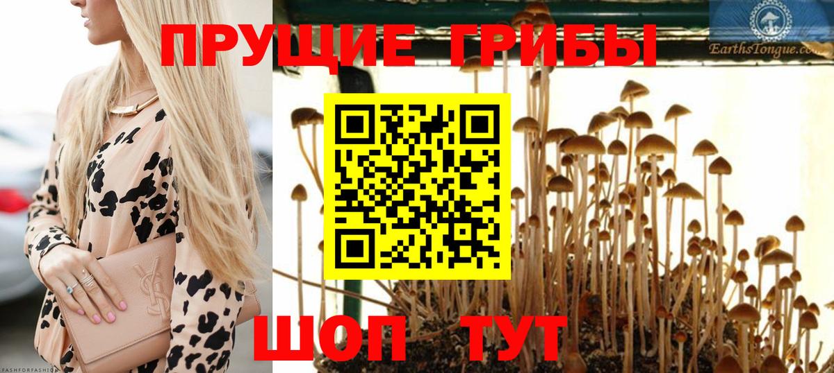 Псилоцибиновые грибы мицелий Шали